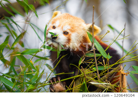 red panda Ailurus fulgens, lesser panda, is a small mammal 120649104