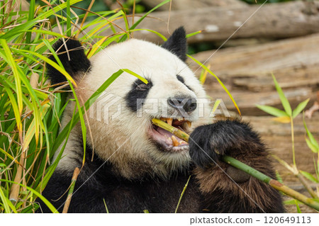 giant black and white panda is eating bamboo. Large animal closeup giant black and white panda is eating bamboo. Large animal closeup 120649113