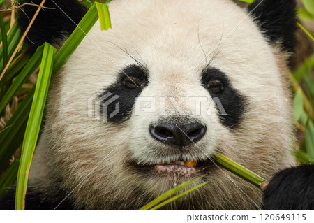 giant black and white panda is eating bamboo. Large animal closeup giant black and white panda is eating bamboo. Large animal closeup 120649115
