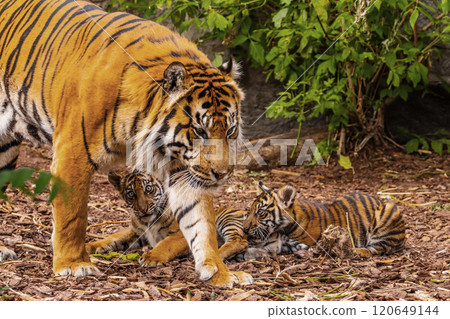Sumatran tiger family with two little cubs Sumatran tiger family with two little cubs 120649144