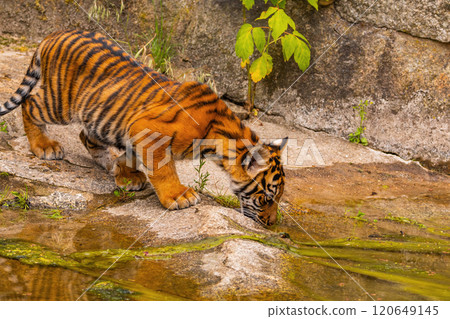 Sumatran tiger family with two little cubs Sumatran tiger family with two little cubs 120649145