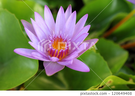 close up lotus flower yellow and purple color is so beautiful 120649408