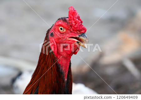 The fighting cock in garden nature farm 120649409