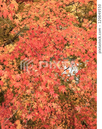 紅葉谷吊橋上充滿活力的秋葉 120649550