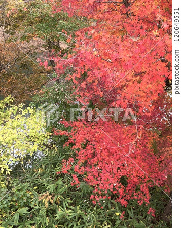 紅葉谷吊橋上充滿活力的秋葉 120649551