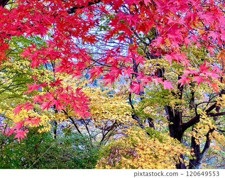 紅葉谷吊橋上充滿活力的秋葉 紅葉谷吊橋上充滿活力的秋葉 120649553