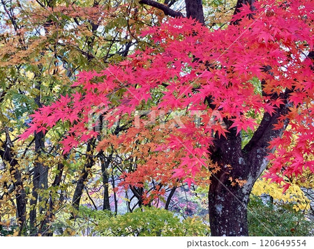 紅葉谷吊橋上充滿活力的秋葉 紅葉谷吊橋上充滿活力的秋葉 120649554