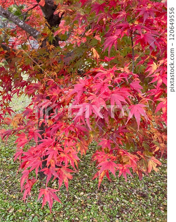 紅葉谷吊橋上充滿活力的秋葉 120649556