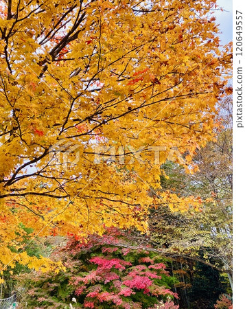 Vibrant autumn foliage at Momijidani Suspension Bridge 120649557