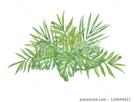 Watercolor tropical green leaves bouquet botanical illustration. Hand painted palm and monstera foliage for design shops, print, greeting card, invitation, logo 120649851