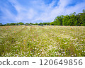 春天在花園裡 120649856
