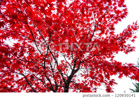 Autumn leaves that turn red 120650141