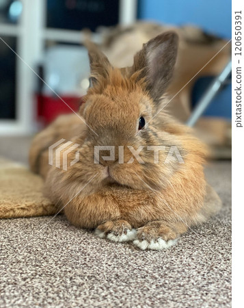 Rabbit with cute rabbit ears 120650391