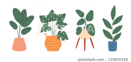 Set of indoor plants in pots. Vector illustration. Collection of house plants. Flat style. Set of indoor plants in pots. Vector illustration. Collection of house plants. Flat style. 120650398