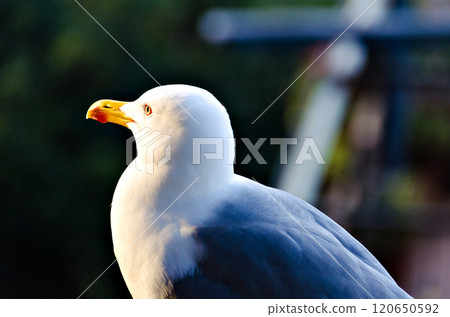 Selective focus of a beautiful dove at rest Selective focus of a beautiful dove at rest 120650592