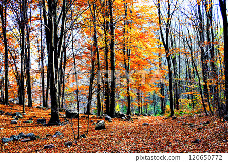 Colorful trees and leaves in autumn in the Montseny Natural Park in Barcelona, Spain Colorful trees and leaves in autumn in the Montseny Natural Park in Barcelona, Spain 120650772