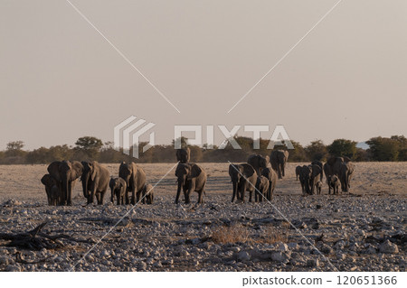 Bathing Elephants in Etosha Bathing Elephants in Etosha 120651366