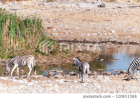 Zebra in Etosha Zebra in Etosha 120651368