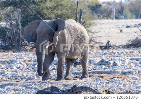African Elephant in Etosha African Elephant in Etosha 120651370