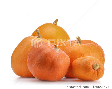 Fresh Orange Pumpkins on White Background for Fall Harvest Fresh Orange Pumpkins on White Background for Fall Harvest 120651375