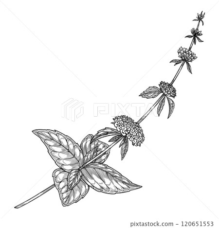 Botanical vector illustration of Mint plan with leaves and flowering stems. Black drawing of kitchen herb drawing in linear style for cookbook menu or herbal medicine. Vintage outline etching. Botanical vector illustration of Mint plan with leaves and flowering stems. Black drawing of kitchen herb drawing in linear style for cookbook menu or herbal medicine. Vintage outline etching. 120651553