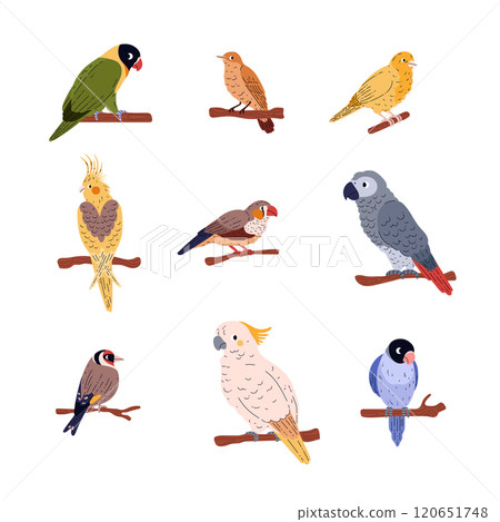 Cartoon domestic birds species vector set, Agapornis, Canary, Corella, Jaco sit on twigs, decorative exotic pet parrots 120651748