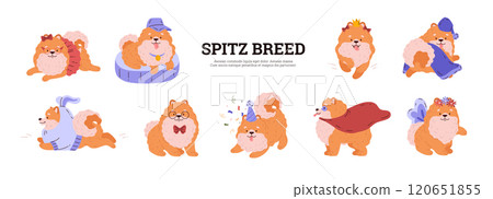 Vector illustration of a banner with a set of spitz dogs in different poses and clothes. Vector illustration of a banner with a set of spitz dogs in different poses and clothes. 120651855