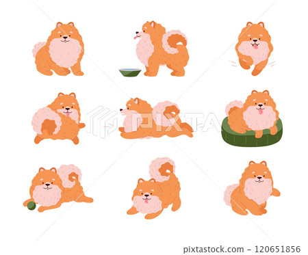 Cute Spitz dog different poses vector set, Pomeranian German breed puppy, cartoon friendly small fluffy orange pet Cute Spitz dog different poses vector set, Pomeranian German breed puppy, cartoon friendly small fluffy orange pet 120651856
