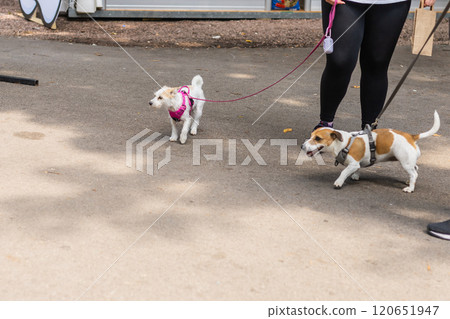 Two small dogs on leashes walk alongside their owner on a paved path in an outdoor park. Companionship outdoor activities and joyful energy of pets during a casual stroll. 120651947