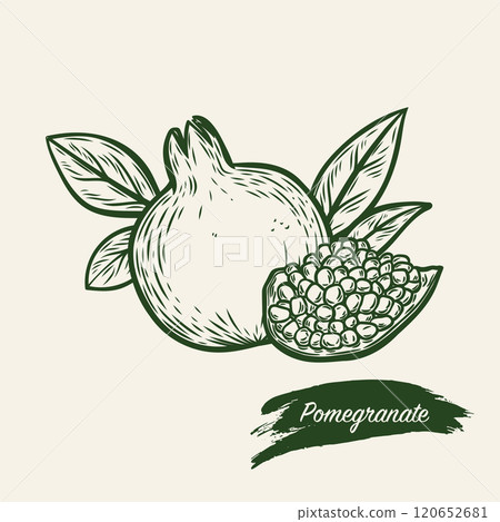 Pomegranate fruit in line drawing style Pomegranate fruit in line drawing style 120652681