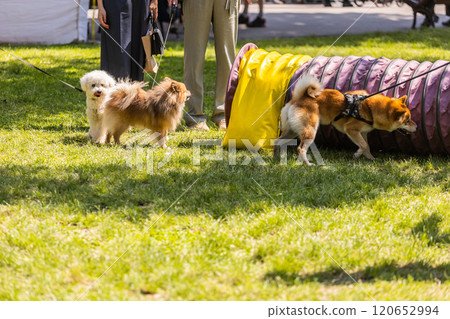 Three small dogs on leashes interact in a grassy park area next to a colorful agility tunnel. Playful energy, companionship and outdoor leisure for pets and their owners Three small dogs on leashes interact in a grassy park area next to a colorful agility tunnel. Playful energy, companionship and outdoor leisure for pets and their owners 120652994