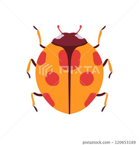 Ladybug Beetle Insect, Bug Top View Flat Vector... - Stock Illustration ...