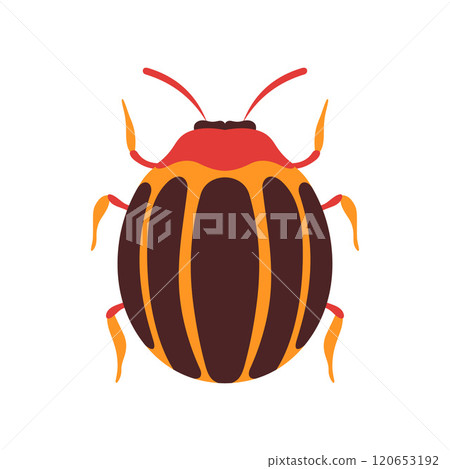 Colorado Beetle Insect, Bug Top View Flat Vector Illustration Colorado Beetle Insect, Bug Top View Flat Vector Illustration 120653192