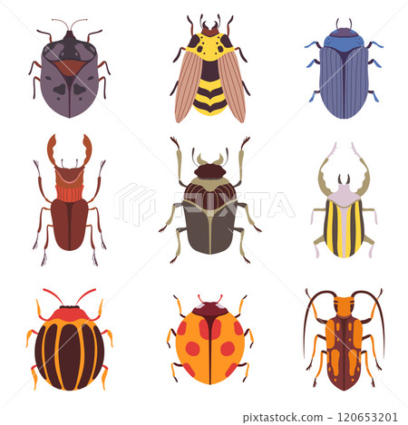 Collection of Various Insects Species, Bugs, Beetles, Wasp, Top View Vector Illustration Collection of Various Insects Species, Bugs, Beetles, Wasp, Top View Vector Illustration 120653201