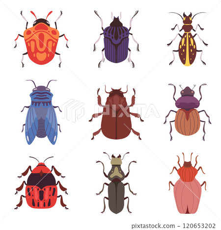 Collection of Bugs and Beetles, Various Insects Species Top View Vector Illustration Collection of Bugs and Beetles, Various Insects Species Top View Vector Illustration 120653202