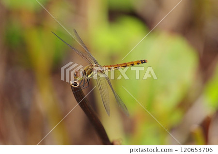 A red dragonfly, Akiakane, resting on the grass A red dragonfly, Akiakane, resting on the grass 120653706