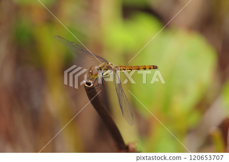 A red dragonfly, Akiakane, resting on the grass A red dragonfly, Akiakane, resting on the grass 120653707