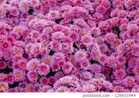 multi-colored flower beds of beautiful chrysanthemums 120653944