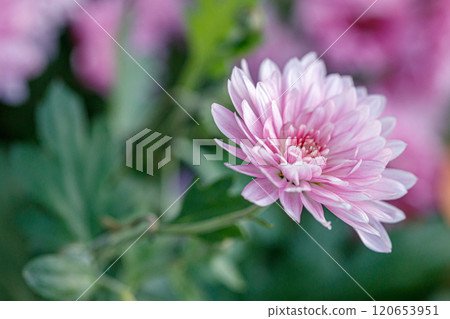multi-colored flower beds of beautiful chrysanthemums 120653951