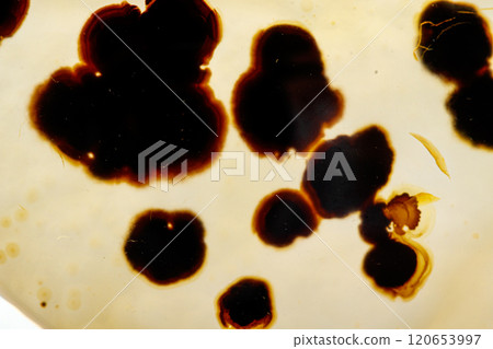 macro mineral stone Agata muschiata on a white background 120653997