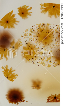 macro mineral stone Agata muschiata on a white background macro mineral stone Agata muschiata on a white background 120653999