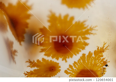 macro mineral stone Agata muschiata on a white background macro mineral stone Agata muschiata on a white background 120654001