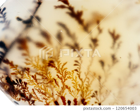 macro mineral stone Agata muschiata on a white background 120654003