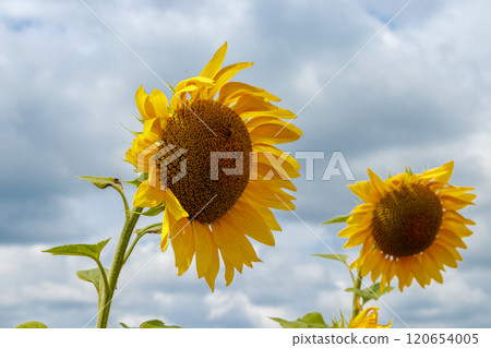 Beautiful field of yellow sunflowers on a background of blue sky with clouds 120654005