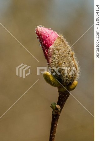 beautiful magnolia flowers with water droplets beautiful magnolia flowers with water droplets 120654114