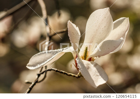 beautiful magnolia flowers with water droplets beautiful magnolia flowers with water droplets 120654115