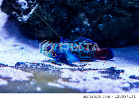 Mandarin fish Synchiropus splendidus Mandarin fish Synchiropus splendidus 120654131