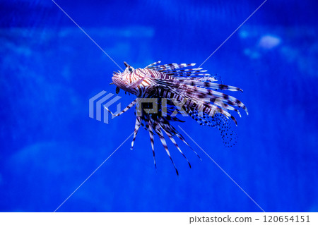 Fish Lionfish - Zebra, Pterois volitans Fish Lionfish - Zebra, Pterois volitans 120654151