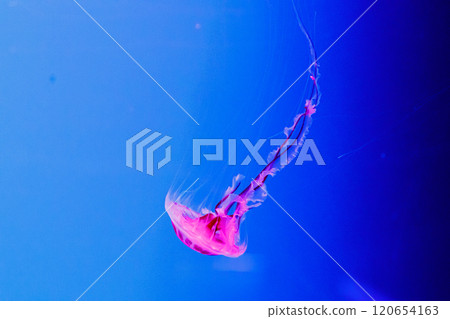 macro of a beautiful jellyfish chrysaora lactea 120654163