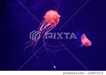 macro of a beautiful jellyfish chrysaora quinquecirrha macro of a beautiful jellyfish chrysaora quinquecirrha 120654172